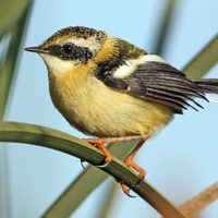 Curiosidades del sietecolores, el pájaro austral que canta como un sapito