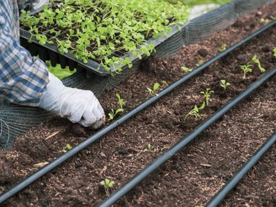 Salí tranquilo: el mejor truco para regar tus plantas si te vas de vacaciones de invierno en familia