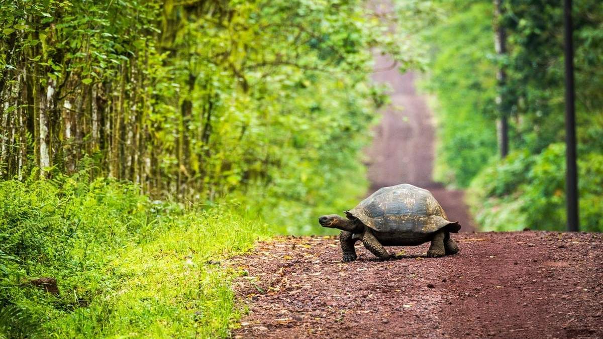 La riqueza natural de Galápagos. Fuente: (Instagram)