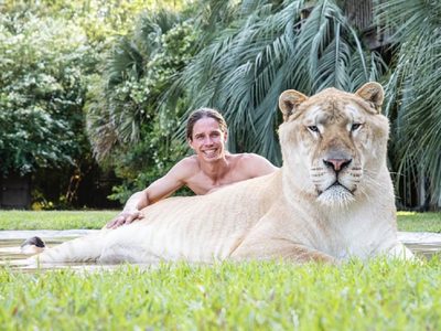 Ligre, el espectacular felino que nace de la cruza entre un león y un tigre