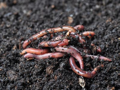 Descubrí por qué la lombriz es considerada el intestino de la tierra