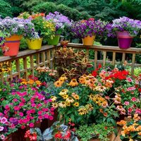 Lo que callan los viveristas: el truco para tener tus plantas con flores hermosas y sin plagas todo el año