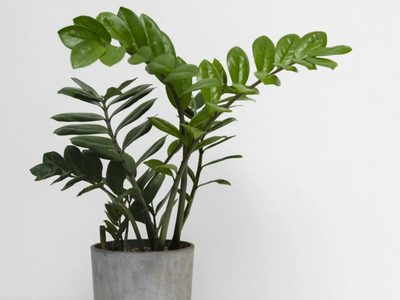 Atención, principiantes: las plantas más fáciles de cuidar, que necesitan poca agua y que debes tener en casa