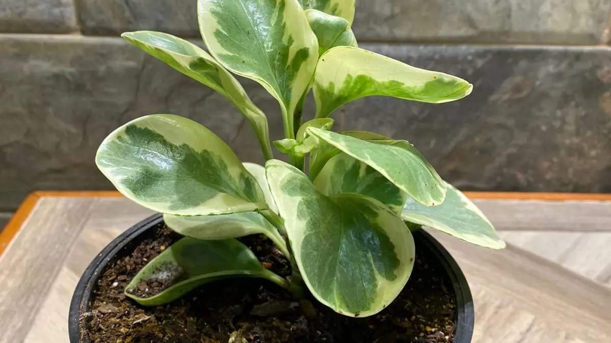Peperomia. Fuente: (Instagram)