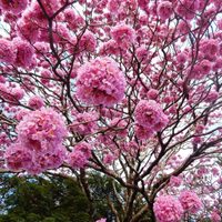 La joya de la primavera: el árbol con flores rosas y bajo mantenimiento, perfecto para tu vereda