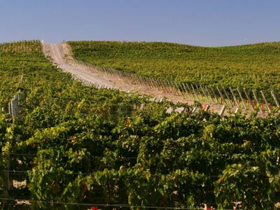 Premiado: Otra medalla para un vino chubutense