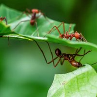 Con 3 alimentos que tenés en casa: eliminá para siempre las hormigas de tu jardín con este truco
