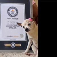 Muere Pebbles, la perra más vieja del mundo