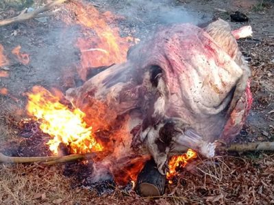Queman 100 kilos de carne transportados en forma irregular