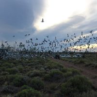 Lanzaron desde Zapala 5800 palomas mensajeras a diversos puntos del país