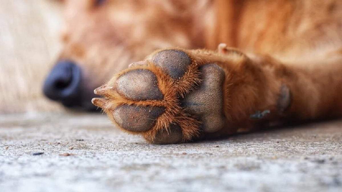 Cómo proteger las almohadillas de las patas de tus mascotas. Fuente: (X)