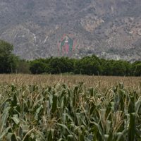 Maíz transgénico: el interés empresarial pone en riesgo la biodiversidad en México