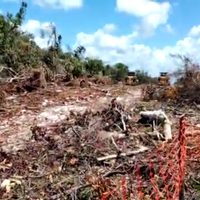 Juez revoca otras dos suspensiones a las obras del tramo 5 sur del Tren Maya