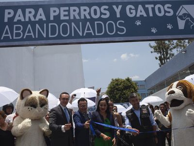 Arranca en la Cuauhtémoc el primer Hotel para Perros y Gatos Abandonados de la CDMX