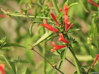 La planta nativa que crece sola en tu jardín, compone el suelo y atrae abejas y mariposas