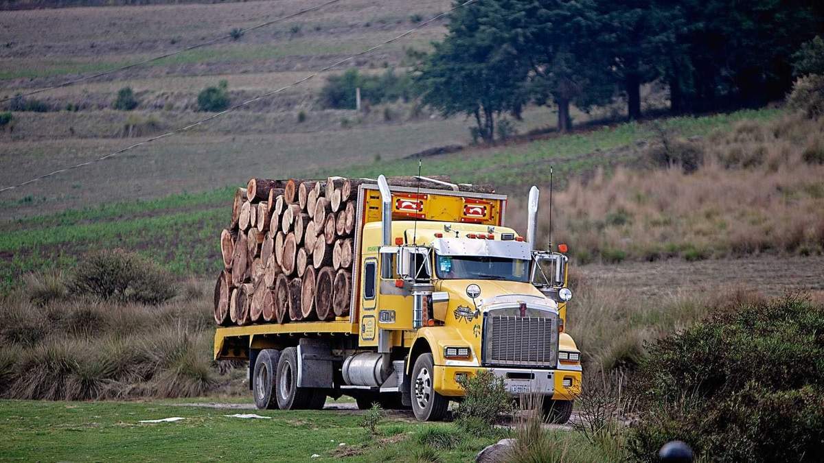 Venta de madera en Guerrero