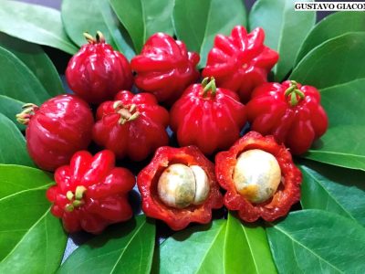 Pitanga: la planta milagrosa que crece sola en los jardines cuyas frutas y hojas tienen múltiples usos