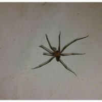 La araña violinista: curiosidades del vecino silencioso que vive entre nosotros