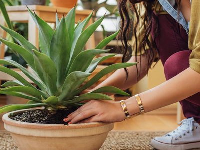 3 errores que tenés que evitar con tus plantas nuevas si no querés que se marchiten la primera semana