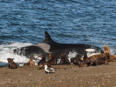 Cómo llegar al rincón de Chubut donde las orcas ofrecen un espectáculo único en el mundo