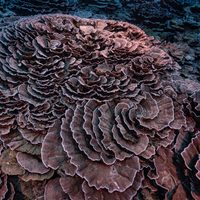 Así es uno de los mayores arrecifes de coral del mundo recién descubierto cerca de Tahití