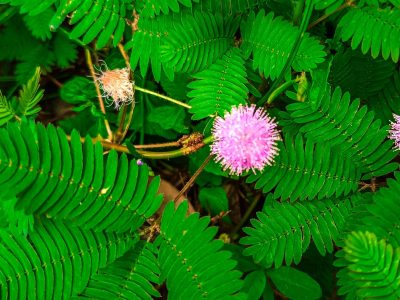 Bella y delicada: la planta “vergonzosa” que cierra sus hojas al tocarla