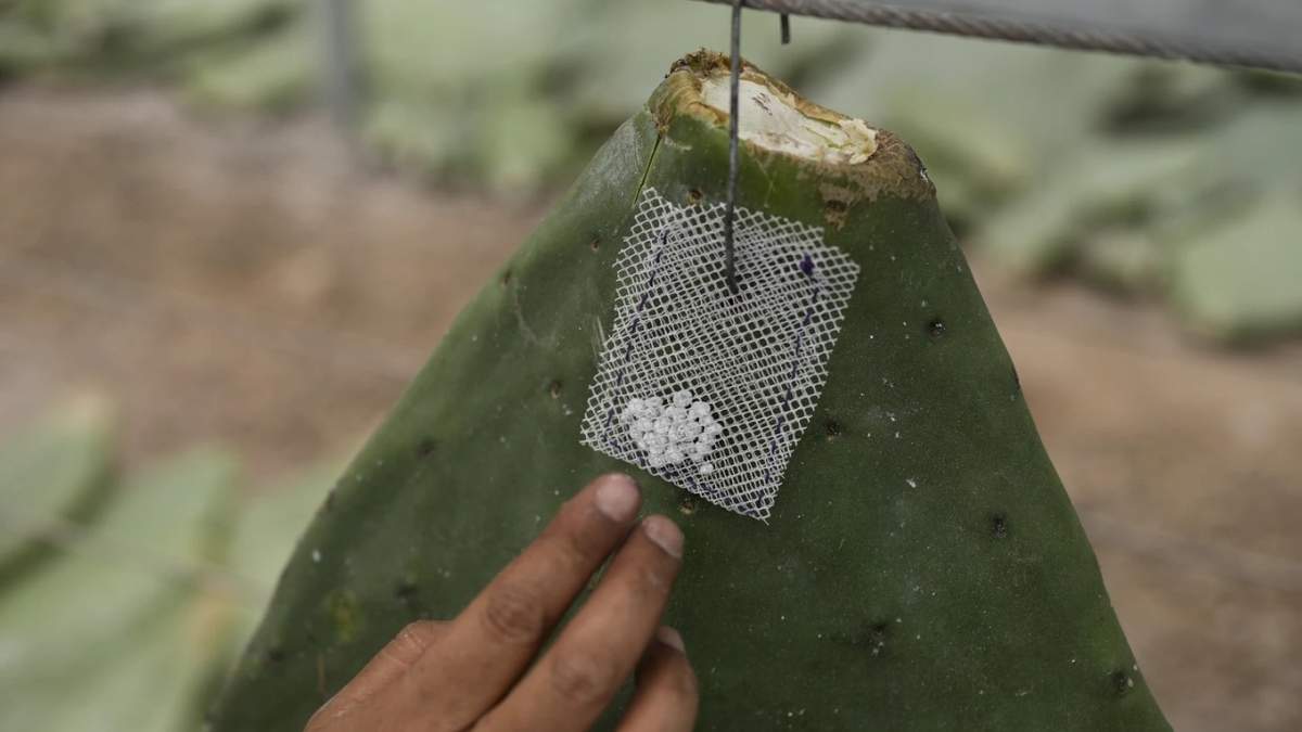 Mayeli García cuelga una bolsita con insectos adosada a una yema de nopal de las que las larvas se alimentarán hasta que maduren