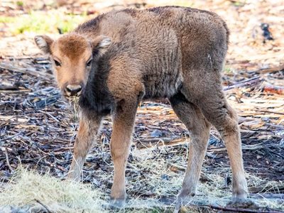 Por primera vez en más de un un milenio, nació un bisonte salvaje en el Reino Unido