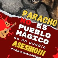 CEDH Michoacán investigará presunta matanza masiva de perros callejeros en Paracho