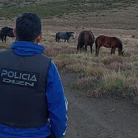 Múltiples allanamientos para dar con una banda dedicada al robo de caballos