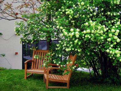 3 árboles con colores hermosos que son ideales para espacios pequeños