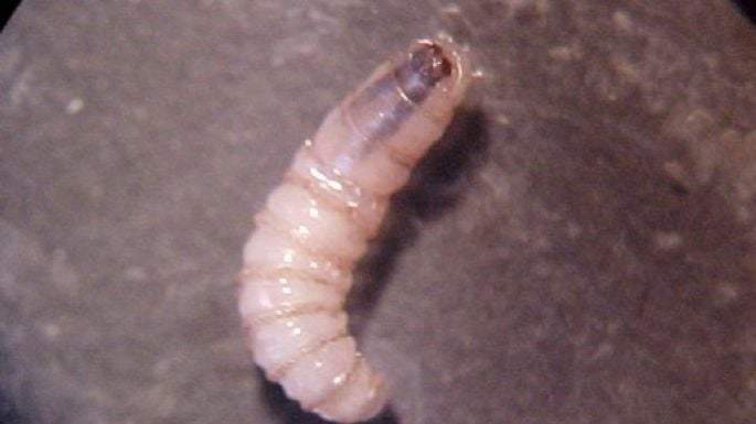 Detectan caso de miasis humana en Morelos; activan vigilancia epidemiológica y sanitaria