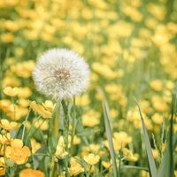 Odiada por muchos, pero poderosa: la planta que crece como yuyo en tu jardín y es oro puro para tu salud