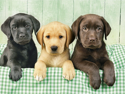 Los más tiernos: curiosidades de los perros labrador retriever, la raza más querida del mundo