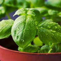 Cómo tenés que cosechar tu planta de albahaca para que crezca frondosa, sana y llena de hojas