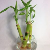 Mirá esta técnica para cuidar y darle mantenimiento a tu planta de Bambú y que te dure más tiempo