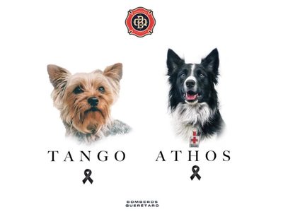 Hallan culpable a Benjamín “N” de asesinar a los perros rescatistas Athos y Tango