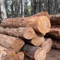 Denuncian tala disfrazada de saneamiento en el parque Nacional La Malinche