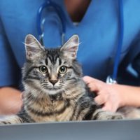 Bienestar Animal de la municipalidad castró a más de 26 mil mascotas en 2025 en Neuquén