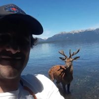 Un ciervo “nadador” atravesó el Lago Correntoso hasta su desembocadura