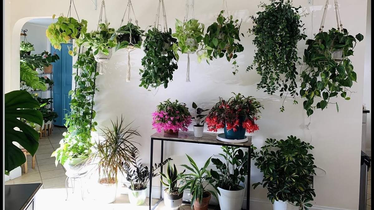 Plantas. Fuente: (Twitter)