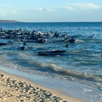 Más de 100 ballenas piloto varadas en la costa de Australia fueron rescatadas, según experto