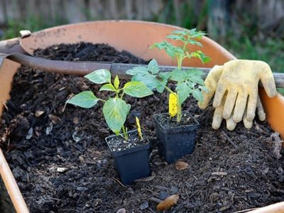 El secreto de los viveros para hacer tu propia tierra negra sin gastar un centavo ni volver a comprar