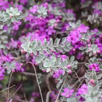 La planta de un particular color, que no necesita cuidados en invierno y que hará que tu jardín brille y se llene de flores