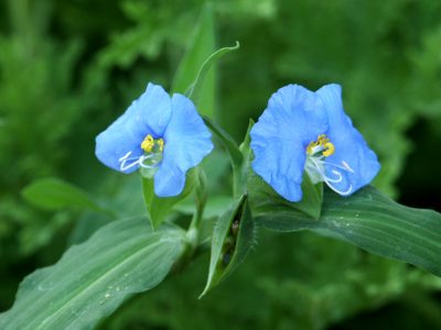 La planta que se confunde con maleza y tiene los más increíbles poderes curativos