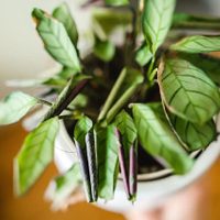 Por qué las hojas de mis plantas se enrollan y se enroscan y qué hacer