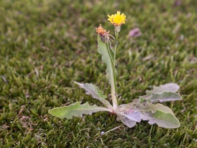 No las arranques: las plantas que muchos confunden con maleza y son oro puro para tu salud