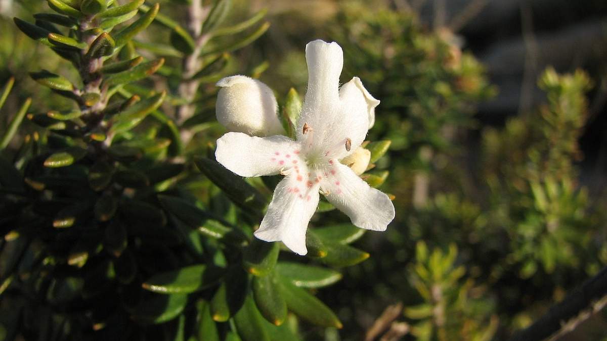 Cómo cuidar de la Westringia Fruticosa. Fuente: (X)