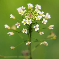 Crece rápido y muchos la confunden con maleza: la planta milagrosa que no puede faltar en el botiquín de tu casa