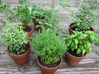Las plantas que muchas abuelas tenían en su jardín y esconden increíbles beneficios para tu salud: cómo cultivarlas